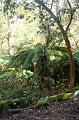 Tree fern gully, Pirianda Gardens IMG_7109